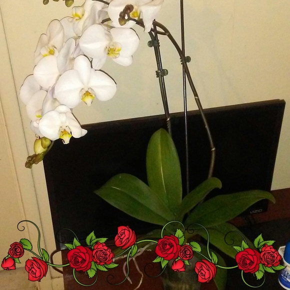 Meet your Posher, González - Picture 1 of 1